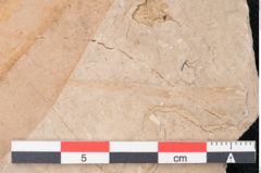 Foto (Detailansicht) von Apocynophyllum amsonia Unger (NHMW-GEO-2024-0188-7927)